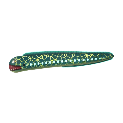 Reef Moray