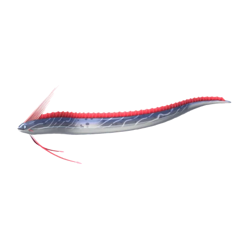 Ribbon Oarfish