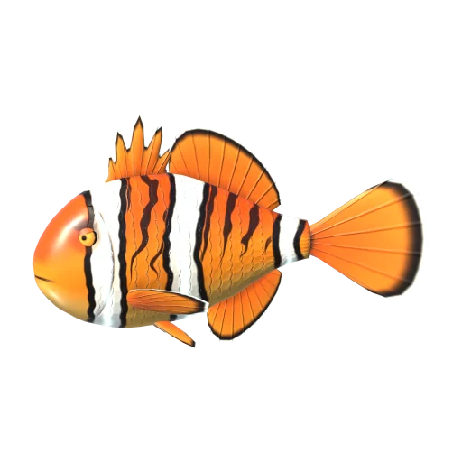 Tiger Clownfish